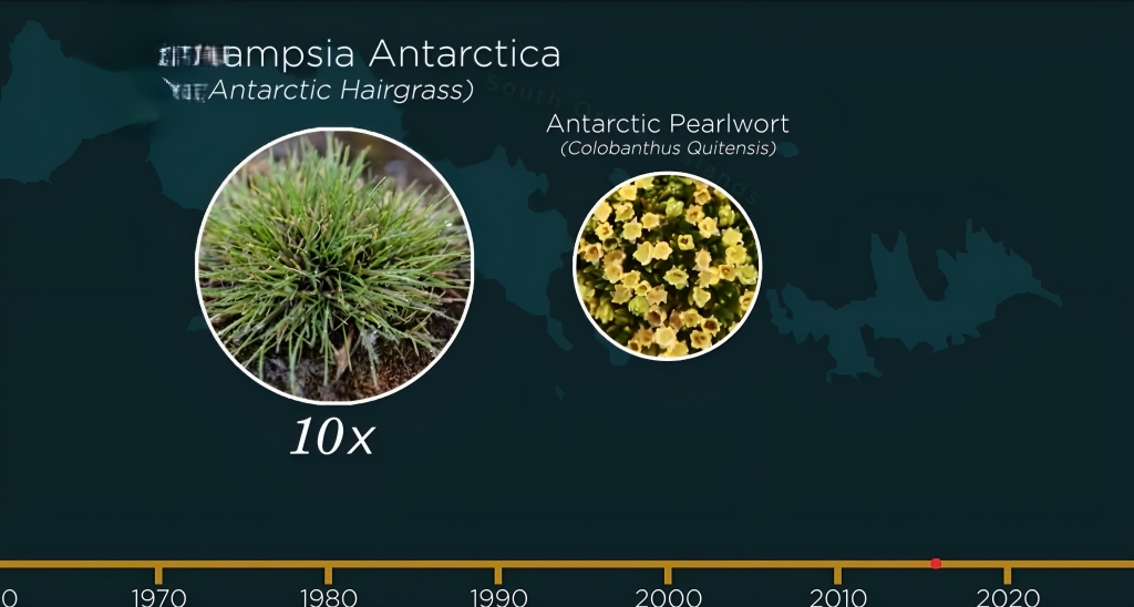 Plants in Antarctica